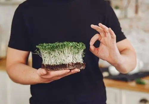 Продукты, улучшающие работу мозга. Прокачиваем интеллект и память при помощи правильного питания